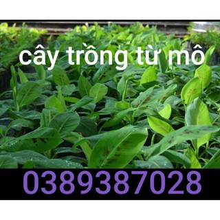 [FREESHIP - Xả Khô Máu] cây giống chuối laba, 2 cây