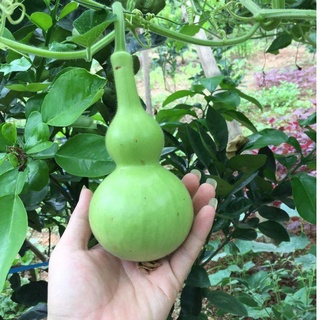 Hạt Giống Bầu Hồ Lô