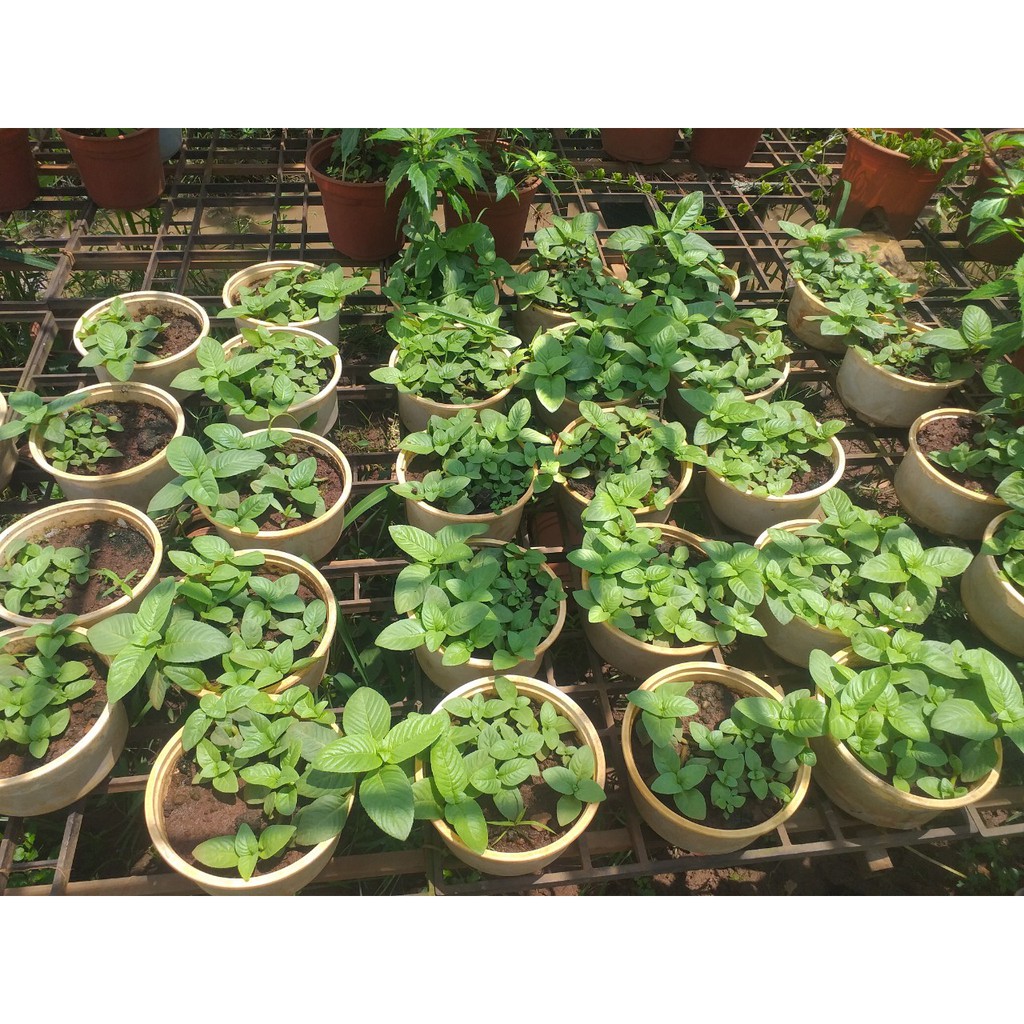 Chậu rau xá xị  - Chậu to