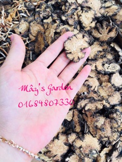 Bột Tắm Trắng Da Thảo Dược Th.Bắc Handmade