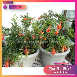 Hạt giống Lựu đỏ lùn Ấn Độ (15 hạt)