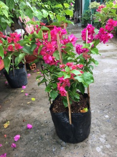 Giấy thái hoa kép siêu hoa