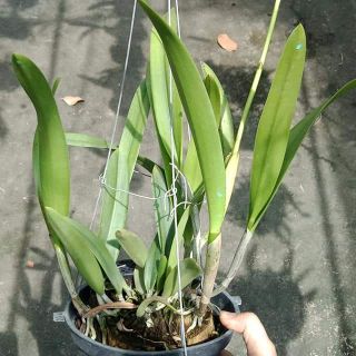 Lan Brass trưởng thành hoa sổ số