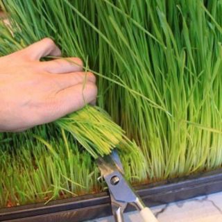 1KG - HẠT GIỐNG CỎ LÚA MÌ ( LÚA MẠCH ) - CỎ MÈO.