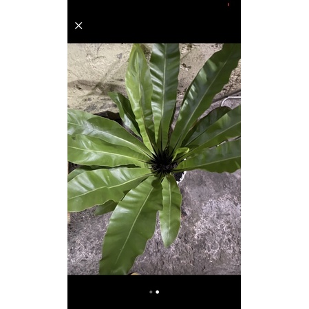 Cây ráng ổ phụng
