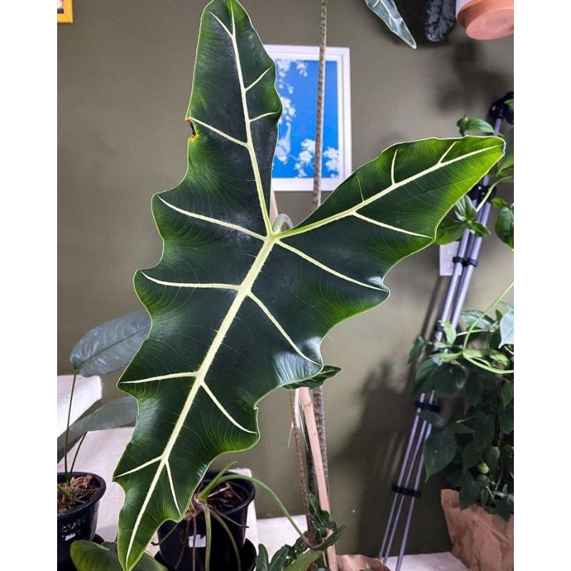 Cây Alocasia Sarian- cây nhỏ, cây khoẻ rễ nhiều