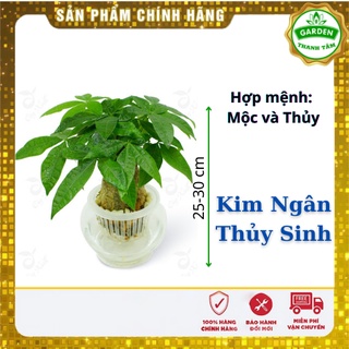 Cây Phong thủy Kim Ngân thủy sinh - Tặng kèm sỏi trắng