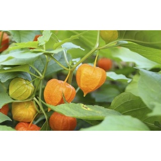 Cây thù lù sấy khô 1kg - hàng tuyển chọn loại 1
