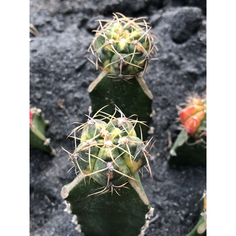 Xương rồng bánh bao lem