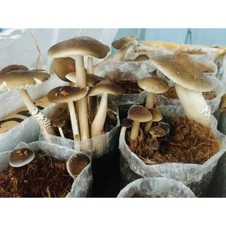 Phôi Nấm Mối Đen (01 kiện hàng 6 bịch )Chưa có Sơ Dừa