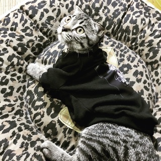 Áo mèo ai cập. Áo chó mèo