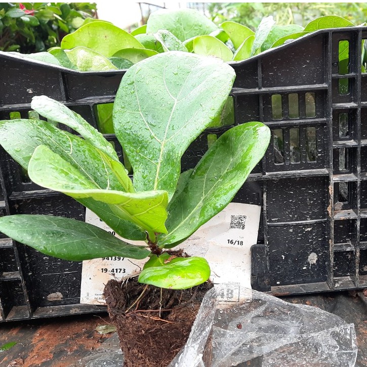 Cây bàng singapore LAFA GARDEN trồng trong nhà, giống bàng tiểu cảnh bonsai giúp thanh lọc không khí