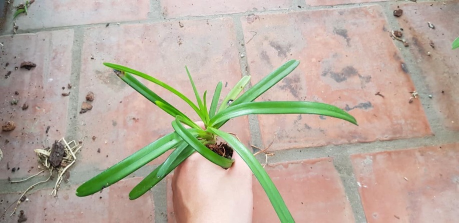 Kiếm xích Ngọc hàng giống