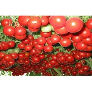 Hạt giống cà chua bạch tuộc (leo giàn) 4Hạt