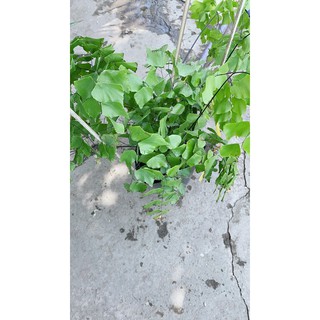 Cây Tóc Thần Vệ Nữ Lá Lớn