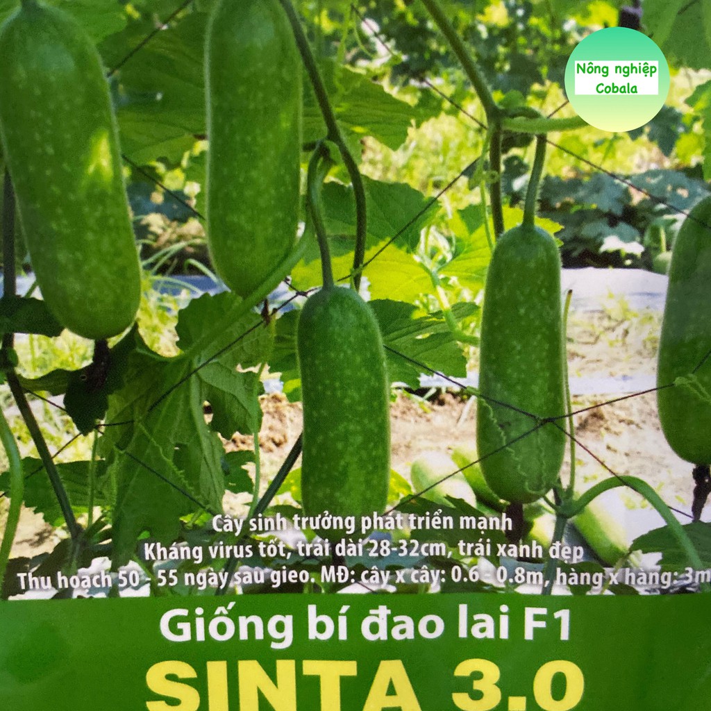 Hạt Giống Bí Đao Lai F1(SINTA) 0.2gr