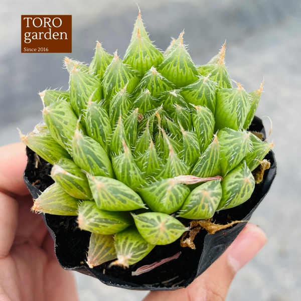 Sen đá dạ quang Đà Lạt size bé cây cảnh trang trí nhà cửa Toro garden