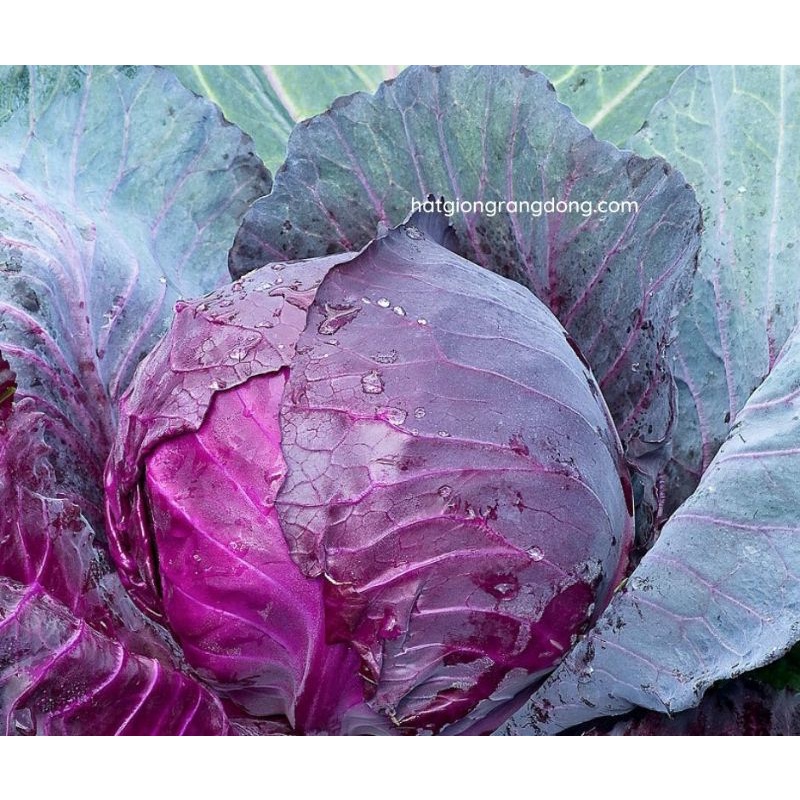 HẠT GIỐNG BẮP CẢI TÍM GÓI 1GRAM