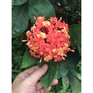 Cây hoa Trang ta- mẫu đơn ta -giống