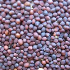 Hạt Giống Củ Cải Trắng F1 (Gói 150 hạt)-Dễ Trồng&amp;Năng Suất Cao