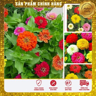 COMBO 5 gói hạt giống hoa cúc lá nhám zinnia TẶNG 1 cúc huân chương