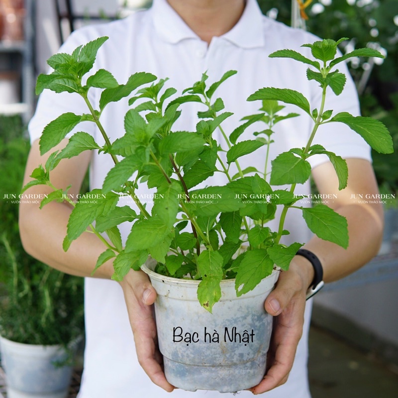 Bạc Hà Nhật JUN GARDEN Japanese Mint Thơm