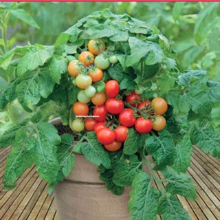 Gói 20 HẠT GIỐNG CÀ CHUA BI ĐỎ LÙ