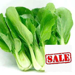 Gói 10 gr giống rau cải chip (cải thìa) SALE