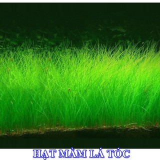 Hạt mầm Thủy sinh