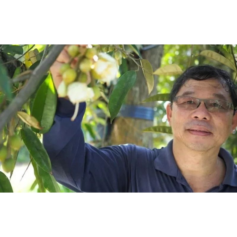 CÂY GIỐNG SẦU RIÊNG BLACK THORN