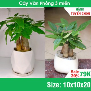 [HÀNG TUYỂN CHỌN]] Cây Kim Ngân 3 gốc