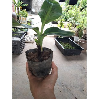 Cây chuối cảnh mini (hàng nhập khẩu)