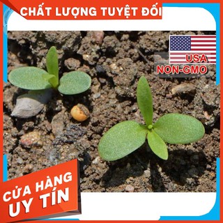 50h Hạt Giống Hoa Cẩm Chướng Kép - Mix (Dianthus caryophyllus )