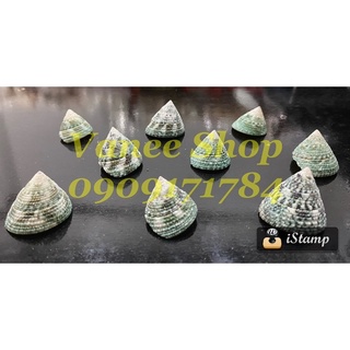Vỏ ốc nón xanh 100gr