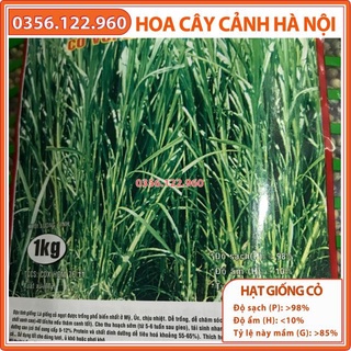 Hạt giống cỏ chăn nuôi - cỏ voi lai 1kg