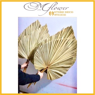 combo 10 lá cọ khô - dễ trưng bày trang tri deco siêu rẻ