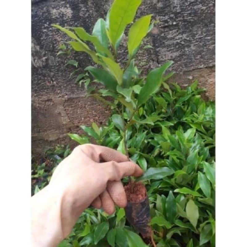 Cây hoa lan tiêu