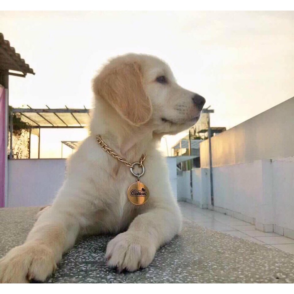 [Mã PET50 giảm 10% - tối đa 50K đơn 250K] (Combo) Thẻ Tên Chó Mèo - Bảng Tên Chó Mèo, Pettag Kèm Vòng Cổ giahuypetshop