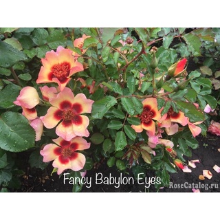 - Cốc nhập Trung - Hoa Hồng Fancy Babylon Eyes