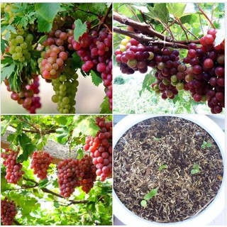 Hạt giống nho leo giàn 10 hạt/gói (Kèm kích thích hạt nảy mầm)