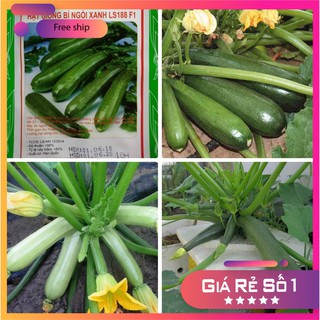 Hạt giống bí ngòi xanh dễ trồng ( 10 hạt) LUCKY.VN