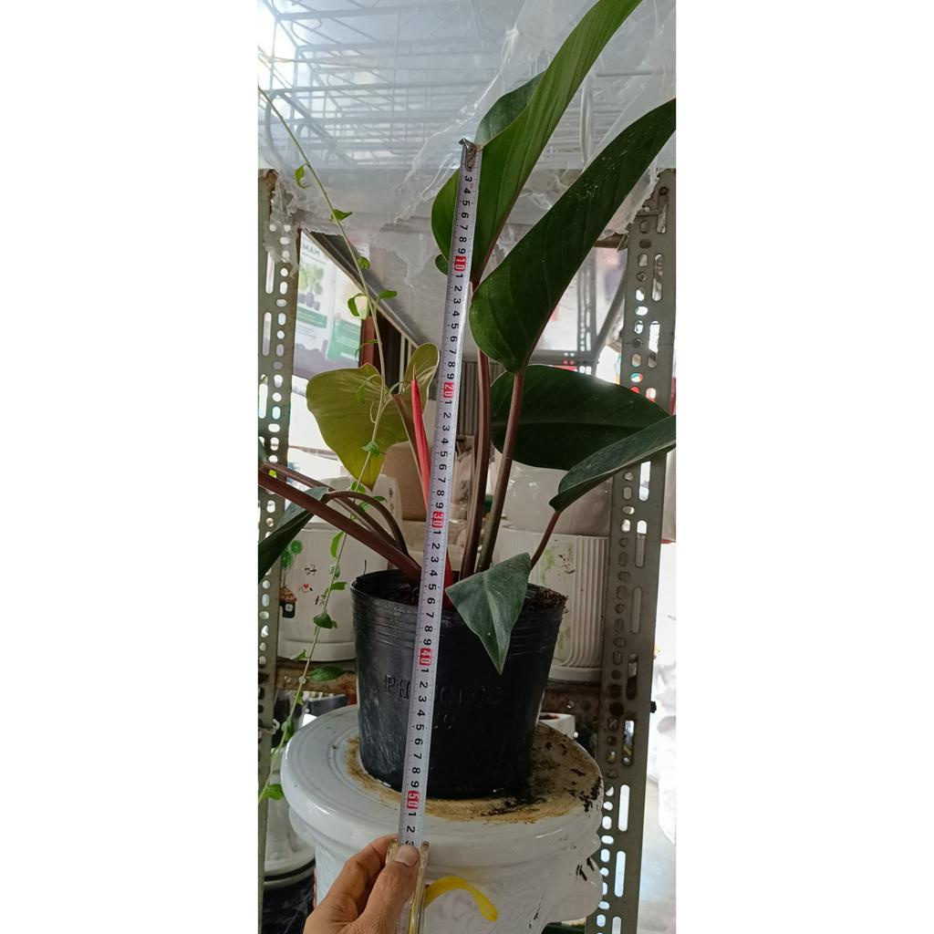 cây trầu đế vương đỏ cây cao khoảng 40 50cm {hình thật} Philodendron Imperial Red