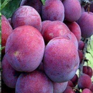 Cây mận Tam hoa giống