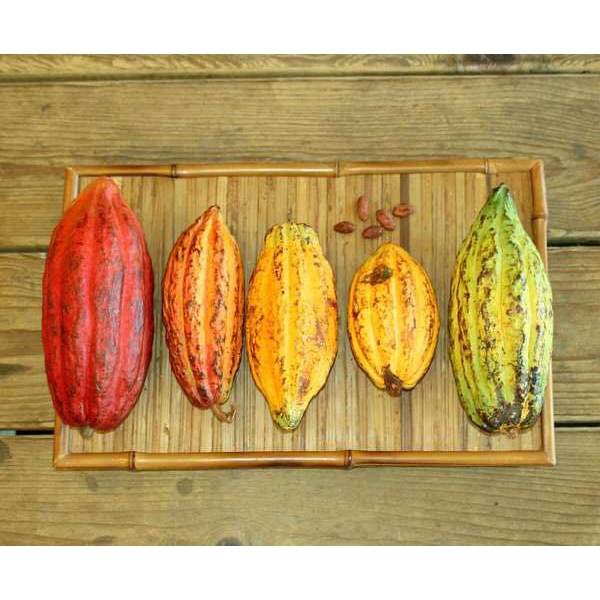 Bột Cacao Nguyên Chất HIGHLAND CACAO