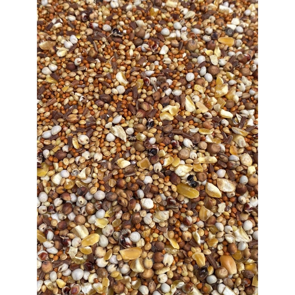 Ngũ cốc dinh dưỡng cho Chim Cu Gáy