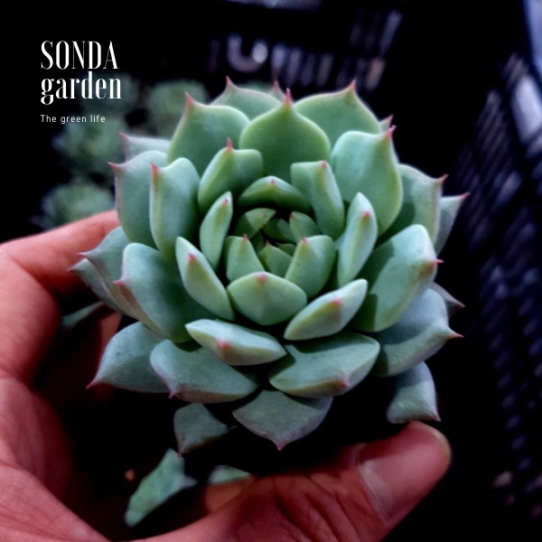 Sen đá tiểu ngọc SONDA GARDEN size bé 5-8cm, xuất xứ Đà Lạt, khoẻ đẹp, lỗi 1 đổi 1