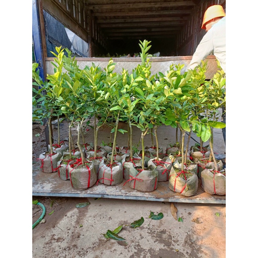 Chanh vàng Mỹ thân gỗ - cây trưởng thành sắp cho trái cao 80-90cm - Trang Flowers
