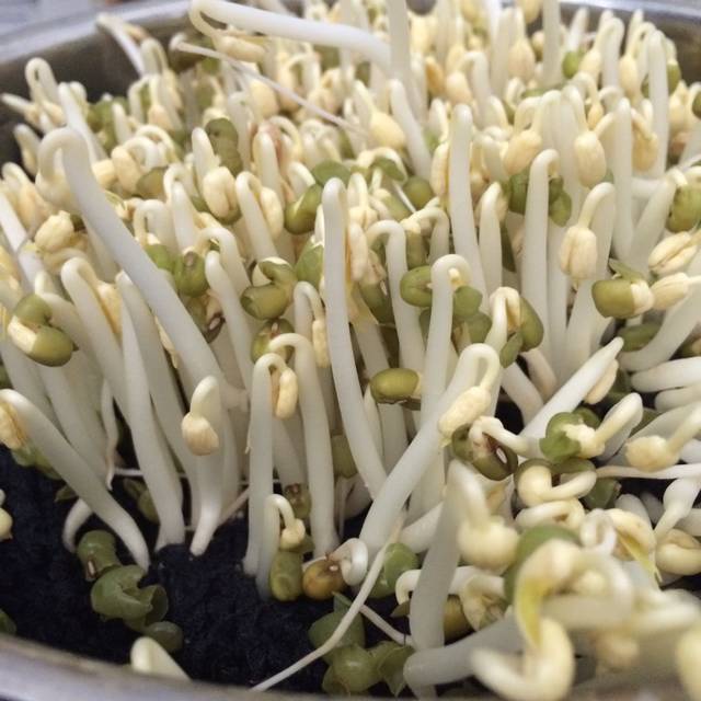 Hạt giống rau mầm giá đậu xanh (làm giá đỗ ) - rau củ quả trồng chậu, vườn dễ chăm sóc, tỉ lệ nảy mầm cao 50gr RADO 07