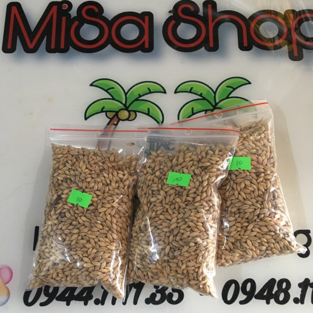Hạt đại mạch