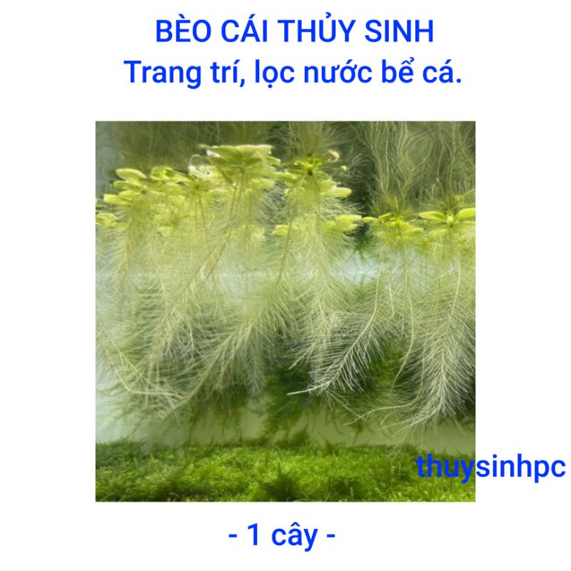 1 nhánh bèo cái lọc nước rễ dài trang trí bể thủy sinh cá cảnh